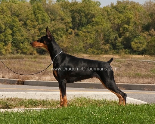 Niklby dobermans shop